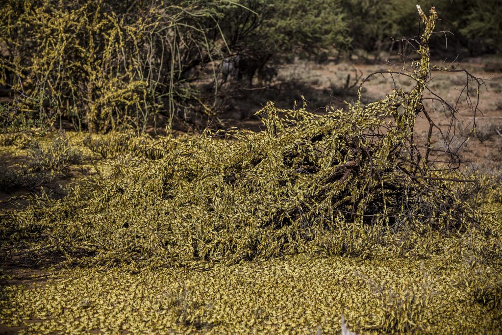 Locusts image 3