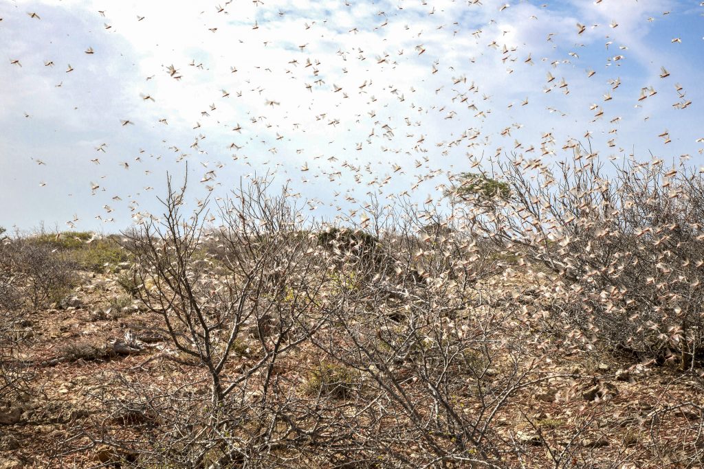 Locusts image 2