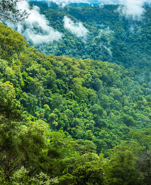 forest