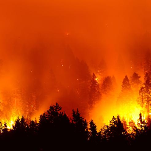 Wildfire