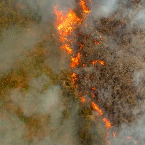 Forest fires 1st frame