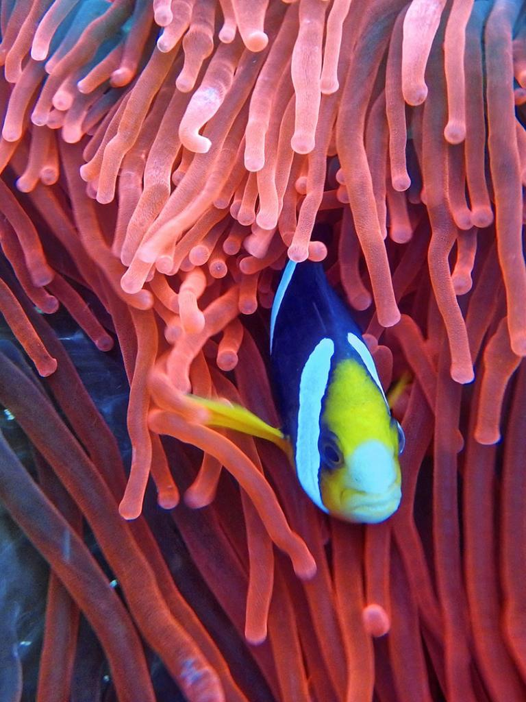 Fish